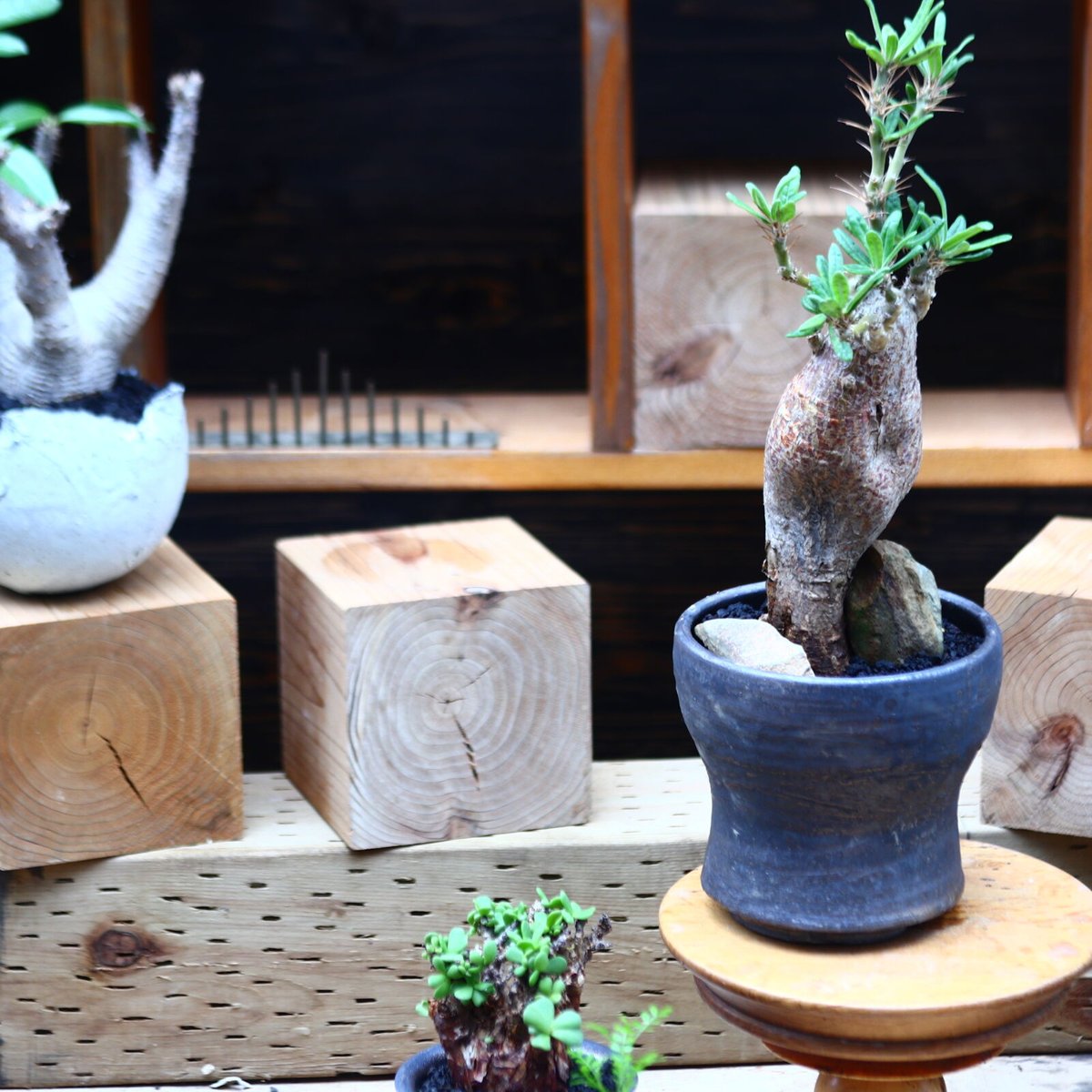 パキポディウム サキュレンタム Pachypodium Succulentum no
