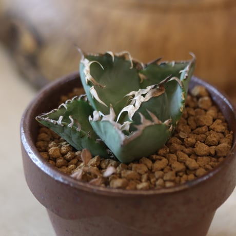 Agave titanota 姫厳竜 × YAMABACHI var. 六本芽   no.124-34