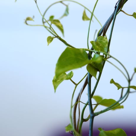 Dioscorea elephantipe × Yuta Uchida    no.100850