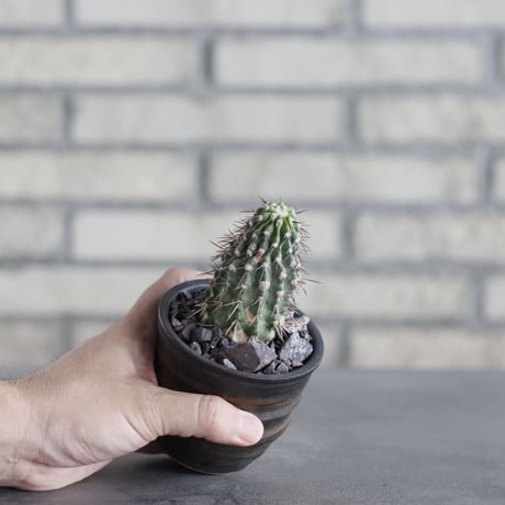 Copiapoa dealbata × 陶器鉢(3号)  no.621/44