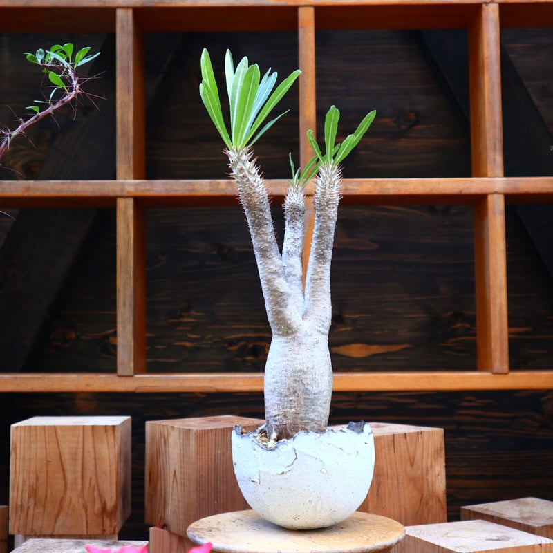 パキポディウム イノピナツム／Pachypodium Inopinatum no.605