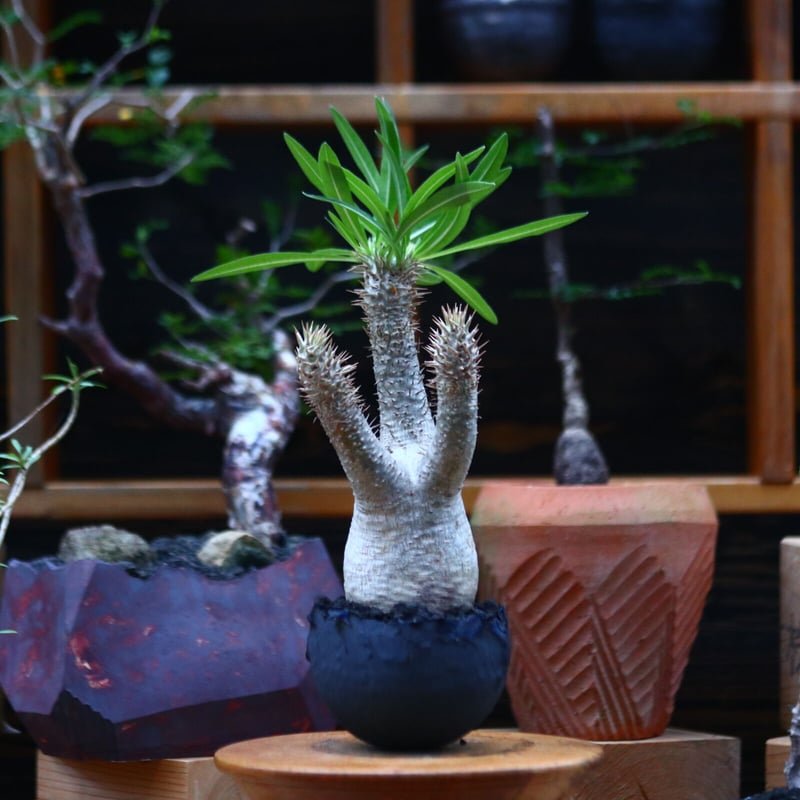 パキポディウム イノピナツム発根済 × たけろうポット 【公式通販】