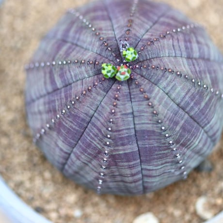 ユーフォルビア  オベサ♀／Euphorbia obesa    no.40382