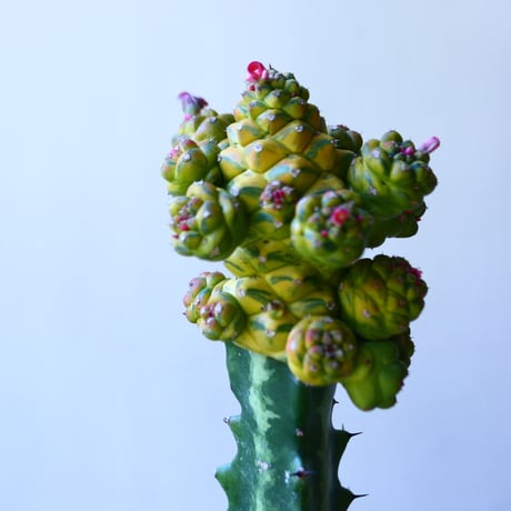 モナデニウム  リチエイ 斑入り  接木　Monadenium ritchiei    no.110821