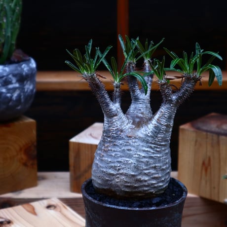 パキポディウム  グラキリス／Pachypodium  gracilius       no.52324