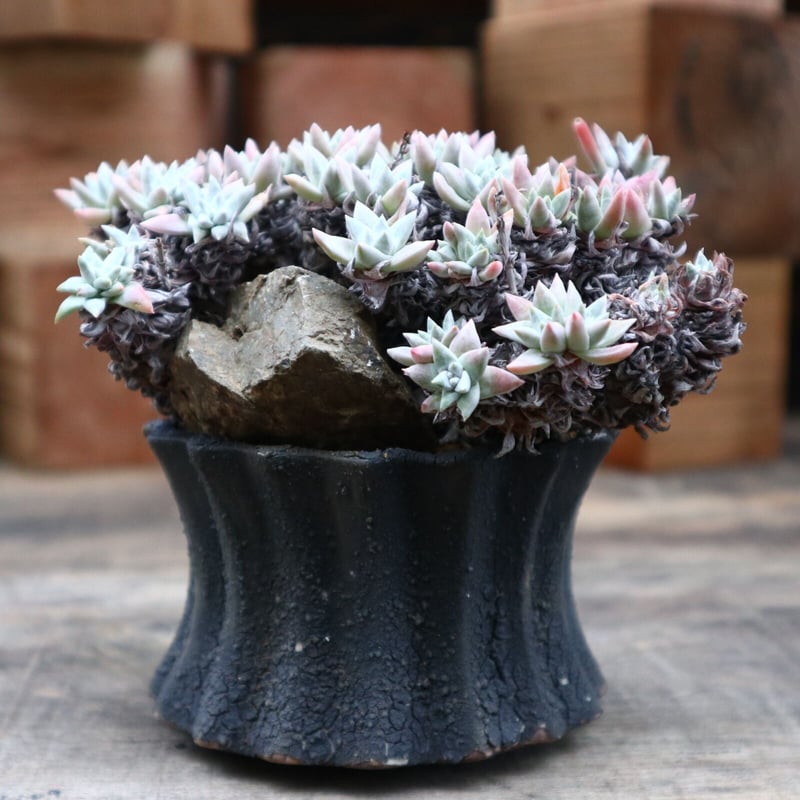 ダドレア グリーニー／Dudleya greenei no.91817 | 芽の巣山