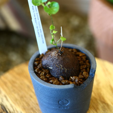 N/OH × Dioscorea elephantipe    no.111914
