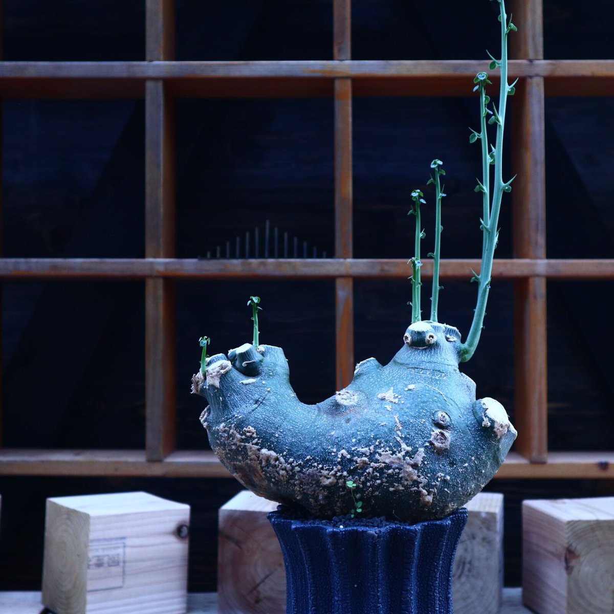 アデニア グロボーサ／Adenia globosa no.62043 | 芽の巣山