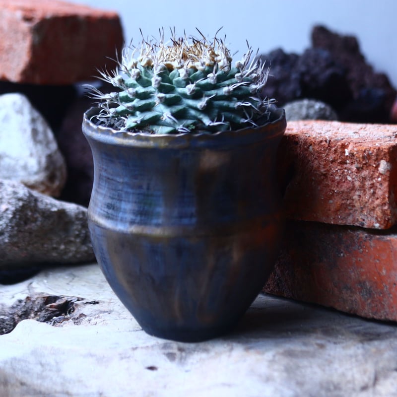 ツルビニカルプス アロンソイ Turbinicarupus alonsoi no.