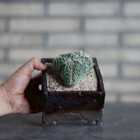 Strombocactus disciformis f. crist. × takero pot (4号鉢) no.830-6