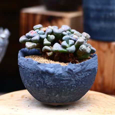 アロイノプシス スクーネーシー／Aloinopsis schooneesii   no.22012