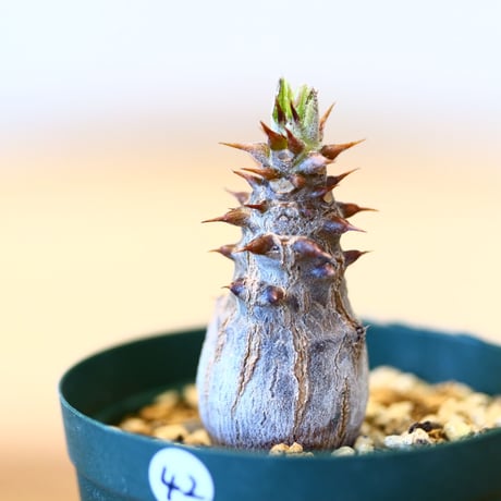 パキポディウム ウィンゾリー(実生)/ Pachypodium baronii var. windsorii    no.51442