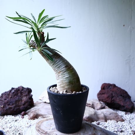 パキポディウム グラキリス   Pachypodium rosulatum var. gracilius no.102733