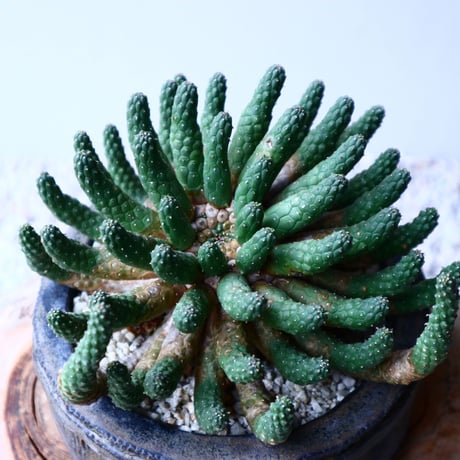 ユーフォルビア エスクレンタ  Euphorbia esculenta   no.20306