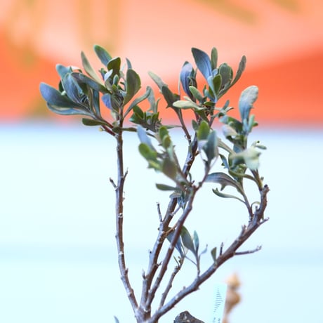 YAMABACHI ver. takero pot × Othonna obtusiloba   no.102230