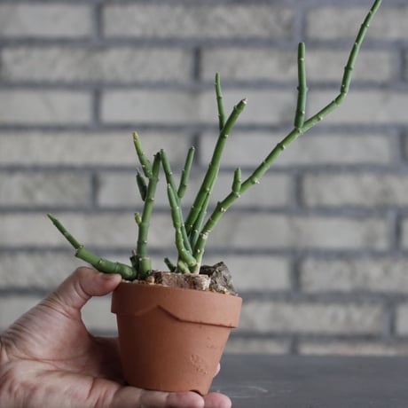 Sarcostemma socotranum × YAMABACHI (3号) no.607/42