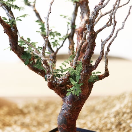 コミフォラ モンストローサ / Commiphora monstrosa   no.41621