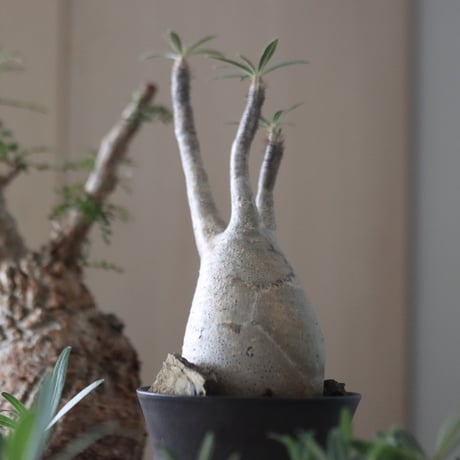 Pachypodium gracilius × Kazuhiro Arima    no.51224