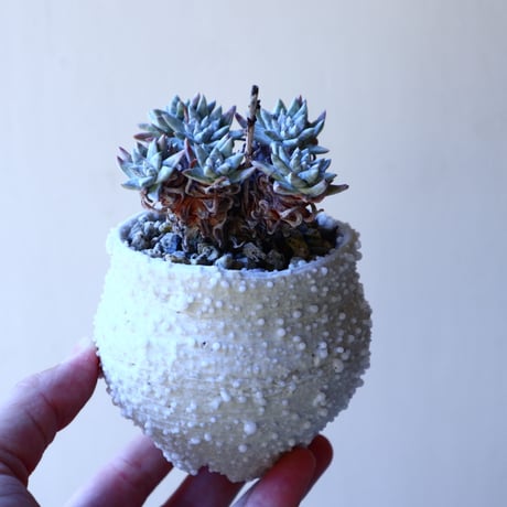 ダドレア グリーニー Dudleya greenei  no.11214