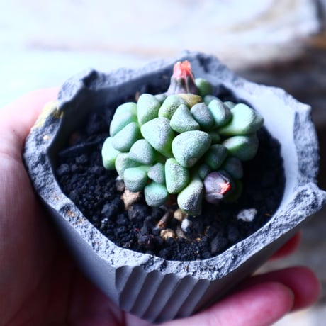 アロイノプシス  スクーネーシー   Aloinopsis schooneesii   no.12624