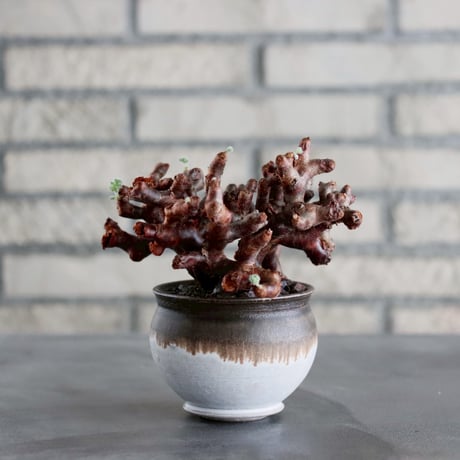 ペラルゴニウム | STORES