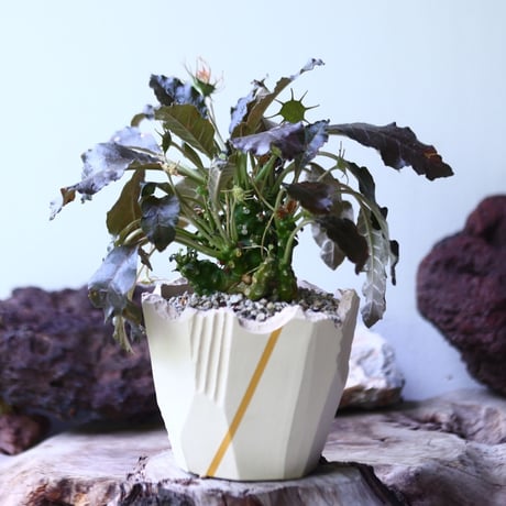 ドルステニア フォエチダ   Dorstenia foetida  no.006