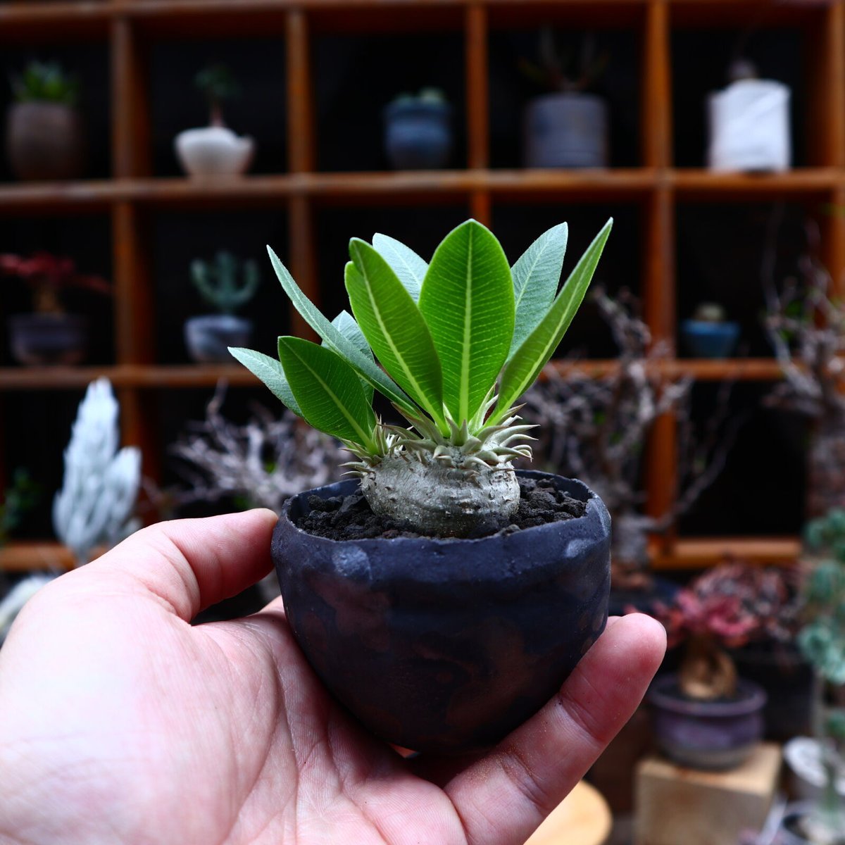 パキポディウム エブレネウム 実生／Pachypodium eburneum n