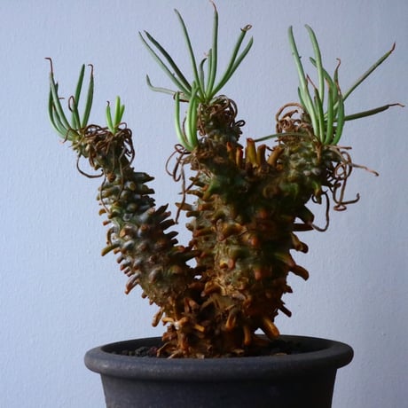 チレコドン   ワリチー     Tylecodon wallichii No.016