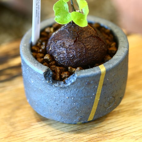 N/OH × Dioscorea elephantipe    no.111915