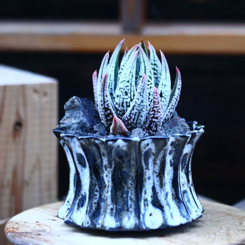 ハオルチア 皇帝／Haworthia 〝Koutei″ no.13078 | 芽の巣山
