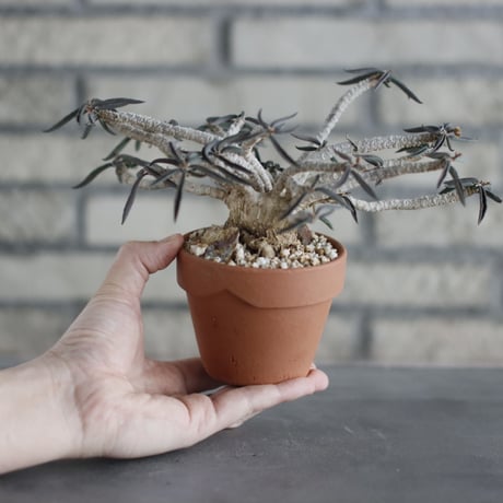 Euphorbia cylindrifolia (シリンドフォリア) / T.W. × YAMABACHI (3号) no.329/28