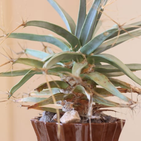 Leuchtenbergia principis × soso  no.126-13