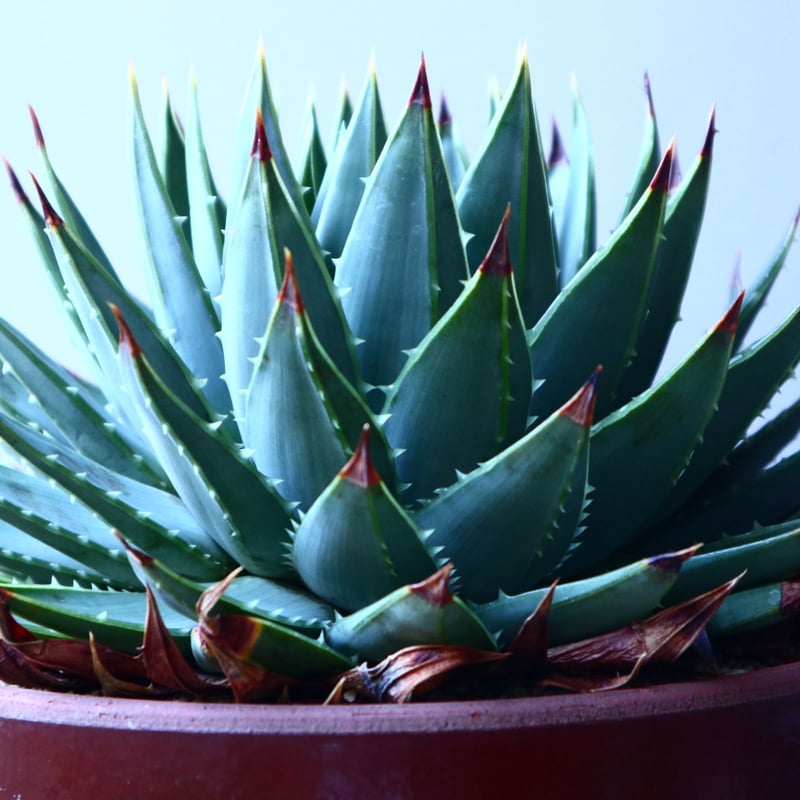 アロエ ポリフィラ Aloe polyphylla no.30101 | 芽の巣山