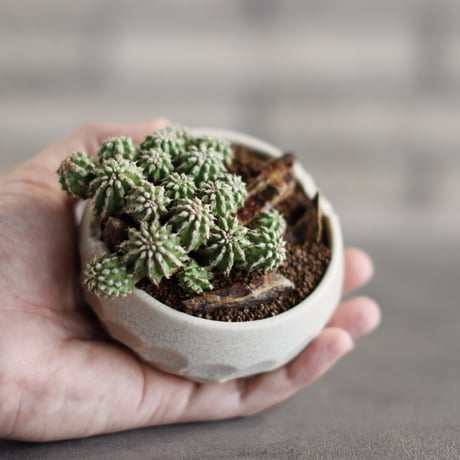 Euphorbia sepultap × N/OH (3号)  no.823-23