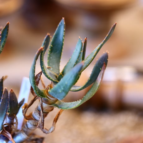 Aloe ramosissima × YAMABACHI   no.31018