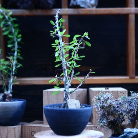 フォークイエリア hyb.／Fouquieria hyb. （purpusii × fasciculata ） no.111440