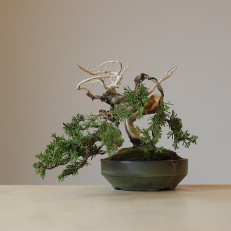 真柏 / YOSHIZAWA3-SHOHINBONSAI   no.223-44