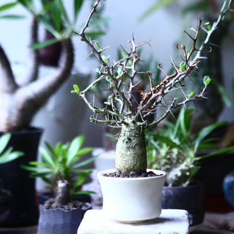 フォークイエリア  コルムナリス  観峰玉 Fouquieria columnari   no.71914