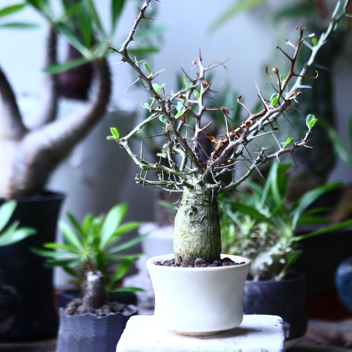 フォークイエリア コルムナリス 観峰玉 Fouquieria columnari no