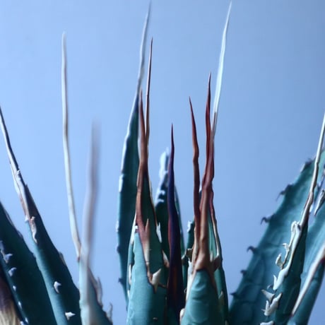 アガベ  ユタエンシス    エボリスピナ  Agave uthaensis var. eborispina   no.20201