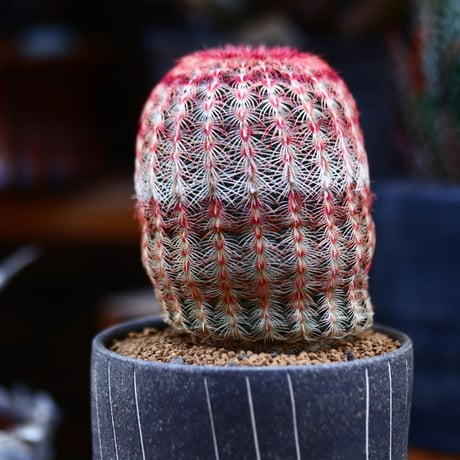 エキノセレウス  ルブリスピヌス   紫太陽／Echinocereus rigidissimus var. rubrispinus    no.22020