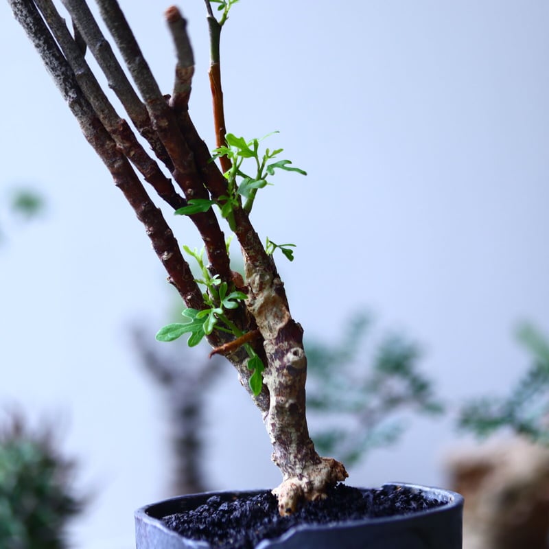 アデニア サブセシリフォリア Adenia subsessilifolia no.9