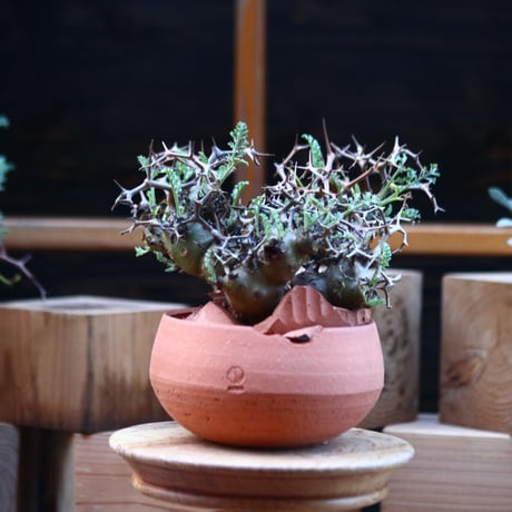 ペラルゴニウム  クリズミフォリウム／Pelargonium crithmifolium    no.110715