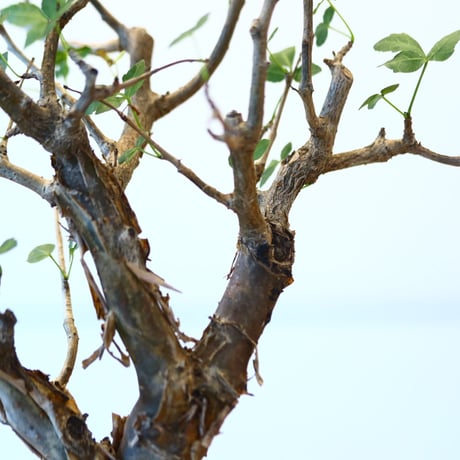 ブルセラ ファガロイデス / Bursera fagaroides   no.62512