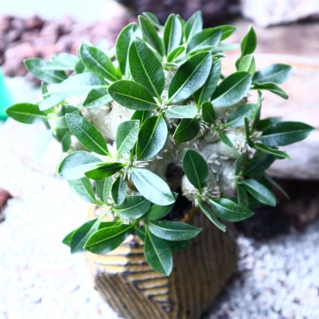 パキポディウム  エブレネウム  恵比寿笑い（接）Pachypodium eburneum    no.001