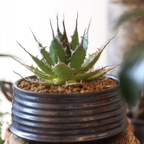 Agave horrida × Yuta Uchida   no.82501