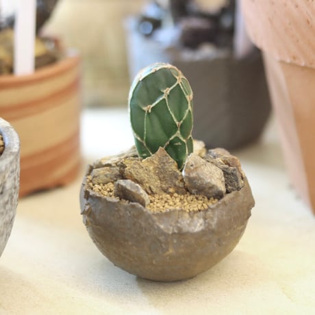 Opuntia zebrina f. reticulata (亀甲団扇) × たけろうポット   no.112-25