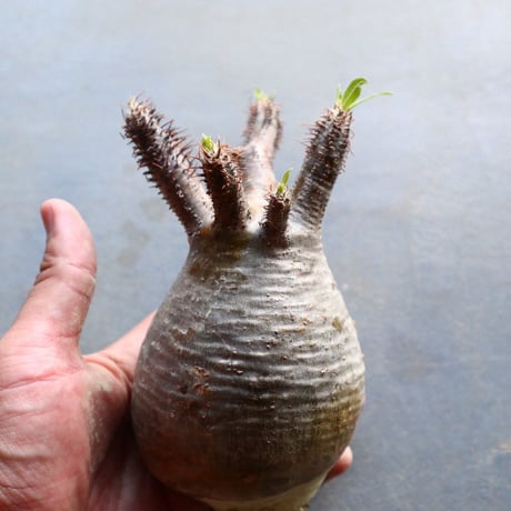 パキポディウム グラキリス 抜苗  Pachypodium rosulatum var. gracilius no.92936