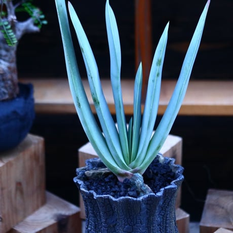 アロエ  プリカティリス     Aloe plicatilis    no.122693