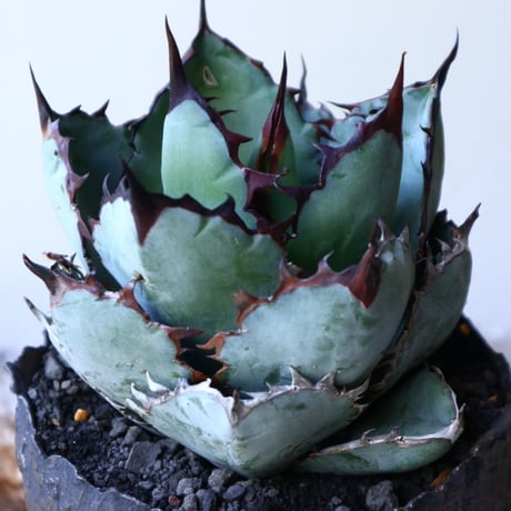 アガベ チタノタ　ブラック＆ブルー  Agave titanota black&bule    no.51907